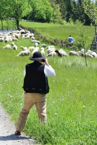 Góral fotografujący owce