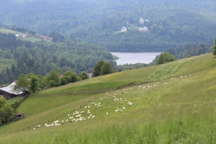 Owce na halach Cieńkowa