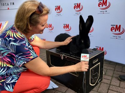 Na antenie radiowej pojawiły się też króliki