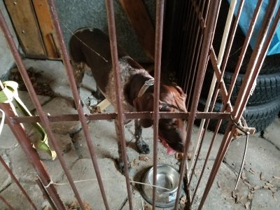 Pies znaleziony w Malince