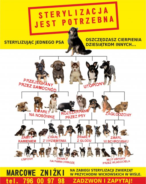 Plakat promujący sterylizację zwierząt domowych