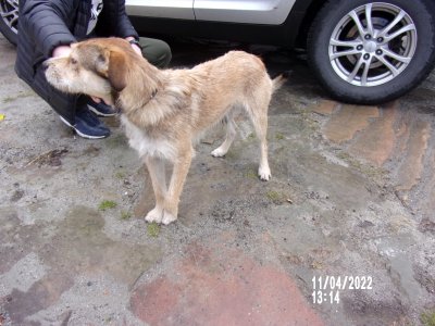 Znaleziony pies