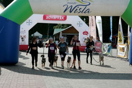 Fragment biegu Pucharu Polski w Dogtrekkingu w Wiśle