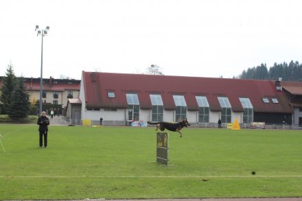 Mistrzostwa Polski Owczarków Belgijskich
