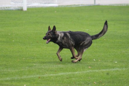 Mistrzostwa Polski Owczarków Belgijskich