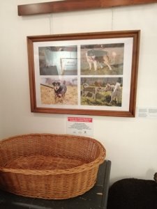 Wystawa i koszyk na zbiórkę