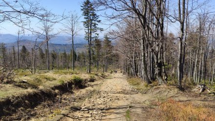 Droga z Salmopolu do Malinowskiej Jaskini