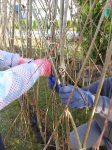 Budowa wigwamu z wierzby