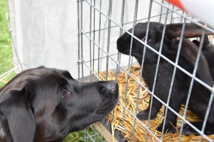 Wystawa królików w Parku Kopczyńskiego