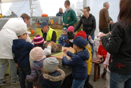 IV Beskidzka Wystawa Królików Rasowych