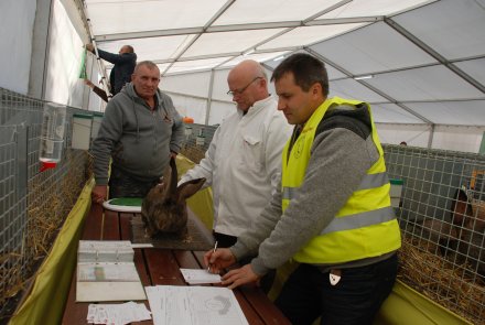 IV Beskidzka Wystawa Królików Rasowych