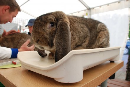 IV Beskidzka Wystawa Królików Rasowych