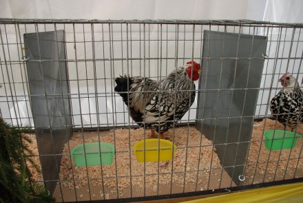 IV Beskidzka Wystawa Królików Rasowych