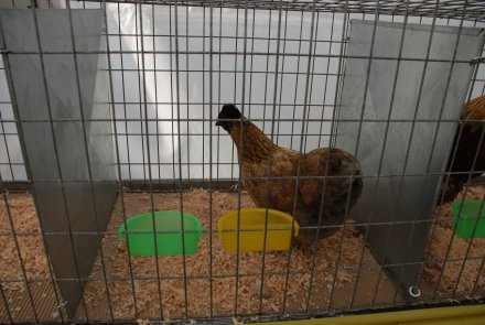 IV Beskidzka Wystawa Królików Rasowych