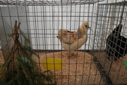 IV Beskidzka Wystawa Królików Rasowych