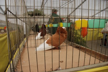 IV Beskidzka Wystawa Królików Rasowych