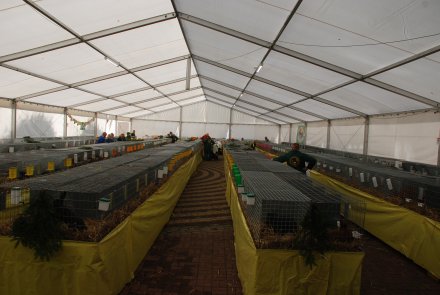 IV Beskidzka Wystawa Królików Rasowych