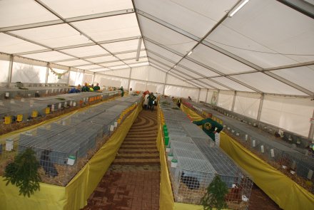 IV Beskidzka Wystawa Królików Rasowych