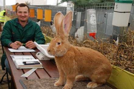 IV Beskidzka Wystawa Królików Rasowych