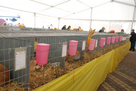 IV Beskidzka Wystawa Królików Rasowych