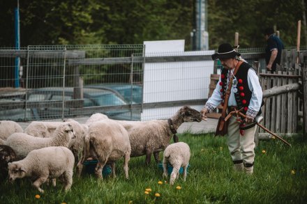 Wiślański wygón łowiec. Fot. Daniel Franek - Okiem Fotoreportera.