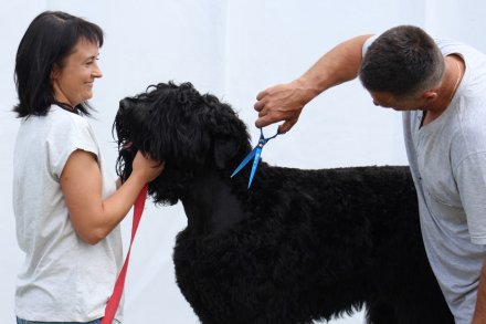 I Międzynarodowa Wystawa Psów Rasowych