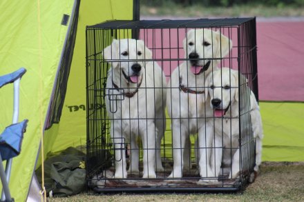 I Międzynarodowa Wystawa Psów Rasowych