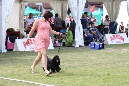 I Międzynarodowa Wystawa Psów Rasowych