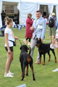 I Międzynarodowa Wystawa Psów Rasowych