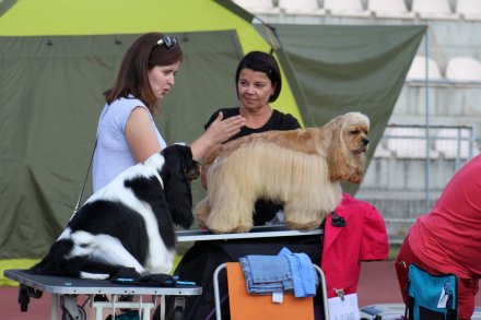 I Międzynarodowa Wystawa Psów Rasowych