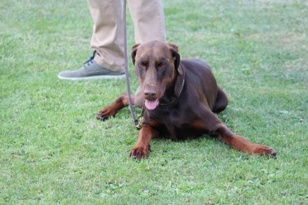 I Międzynarodowa Wystawa Psów Rasowych