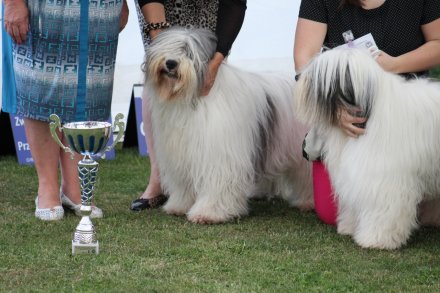 I Międzynarodowa Wystawa Psów Rasowych