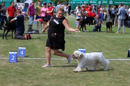 I Międzynarodowa Wystawa Psów Rasowych