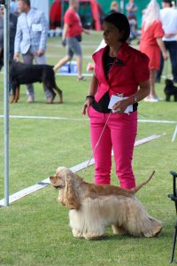 I Międzynarodowa Wystawa Psów Rasowych