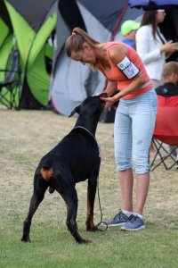 I Międzynarodowa Wystawa Psów Rasowych