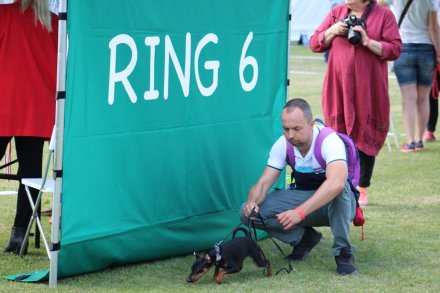 I Międzynarodowa Wystawa Psów Rasowych