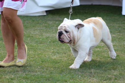 I Międzynarodowa Wystawa Psów Rasowych