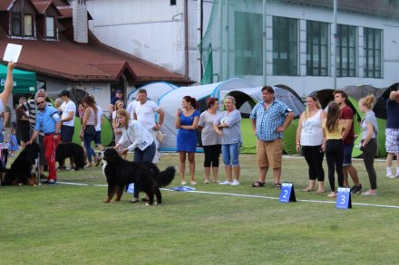 I Międzynarodowa Wystawa Psów Rasowych