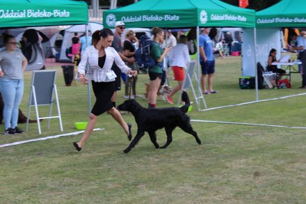 I Międzynarodowa Wystawa Psów Rasowych