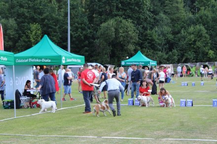 I Międzynarodowa Wystawa Psów Rasowych