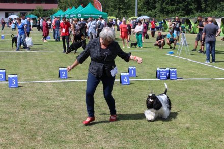 I Międzynarodowa Wystawa Psów Rasowych