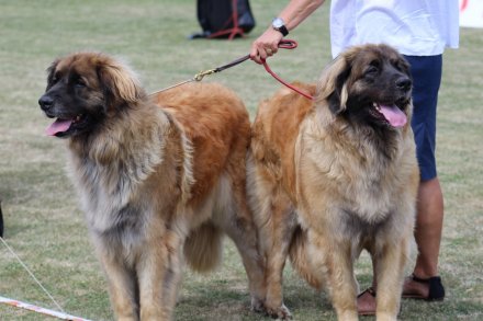 I Międzynarodowa Wystawa Psów Rasowych