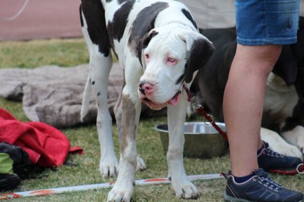 I Międzynarodowa Wystawa Psów Rasowych