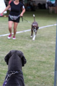 I Międzynarodowa Wystawa Psów Rasowych