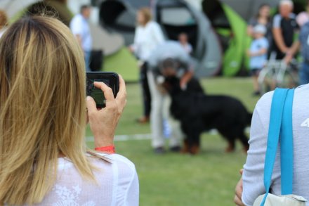 I Międzynarodowa Wystawa Psów Rasowych