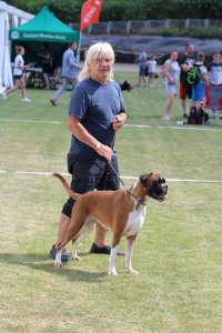 I Międzynarodowa Wystawa Psów Rasowych