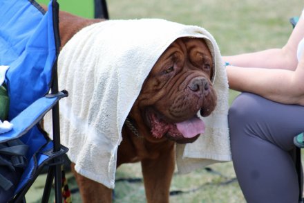 I Międzynarodowa Wystawa Psów Rasowych