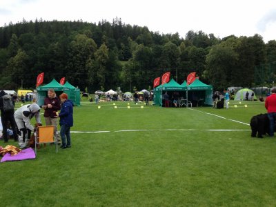 Wystawa psów rasowych