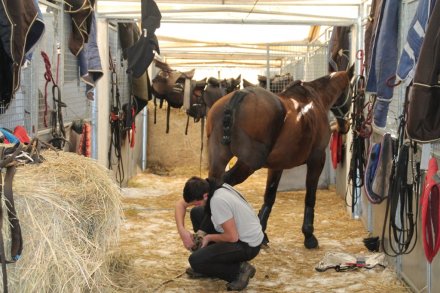 Przygotowywanie konia do zawodów