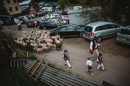 Wiślański wygón łowiec. Fot. Daniel Franek - Okiem Fotoreportera.